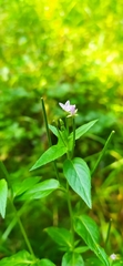 Epilobium