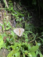 Junonia orithya