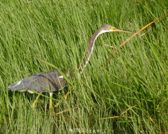 Egretta tricolor image