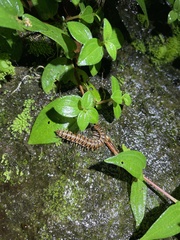 Chamberlinius hualienensis