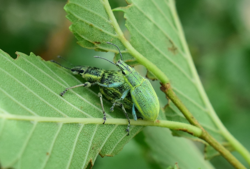 Chlorophanus sibiricus