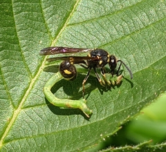 Eumenes pomiformis