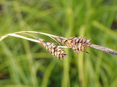 Carex caucasica