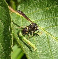 Eumenes pomiformis