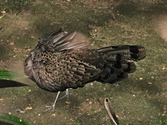 Malayan Peacock-Pheasant photo 4