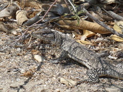 Callopistes flavipunctatus