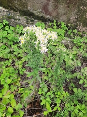 Galatella sedifolia