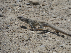 Callopistes flavipunctatus