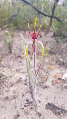 Caladenia arrecta