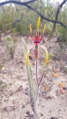 Caladenia arrecta