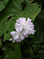 Saponaria officinalis