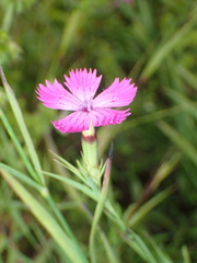 Dianthus imereticus