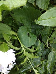 Saponaria officinalis