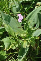 Epilobium alpestre