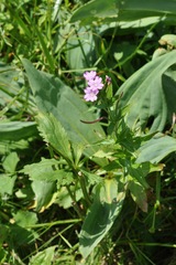 Epilobium alpestre