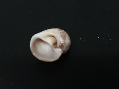 Naticarius alapapilionis