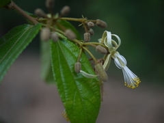 Grewia umbellifera