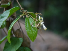 Grewia umbellifera