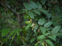 Grewia umbellifera