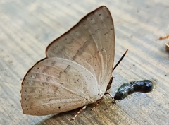 Curetis santana
