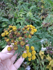 Tanacetum vulgare