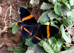 Panara