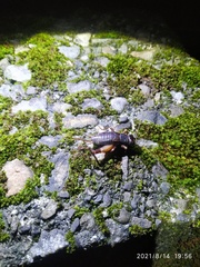 Duolandrevus coulonianus