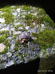 Duolandrevus coulonianus