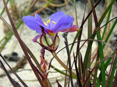 Aristea glauca