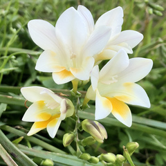 Freesia leichtlinii
