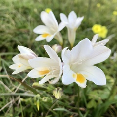 Freesia leichtlinii
