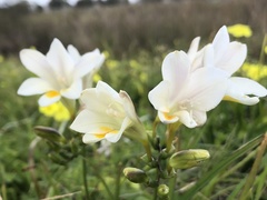 Freesia leichtlinii