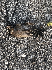Turdus migratorius