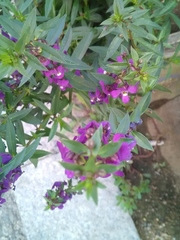 Angelonia