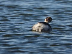 Podiceps occipitalis