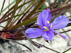 Aristea glauca
