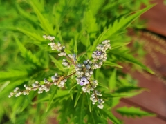 Vitex negundo heterophylla