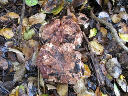 Oak-loving Trich