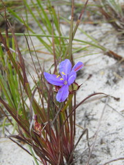 Aristea glauca