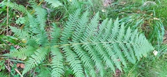 Athyrium filix-femina