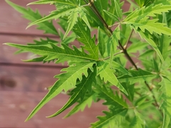 Vitex negundo heterophylla