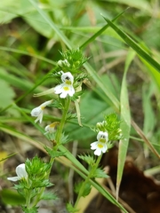 Euphrasia tatarica
