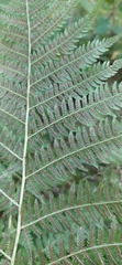Athyrium filix-femina