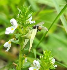 Euphrasia tatarica