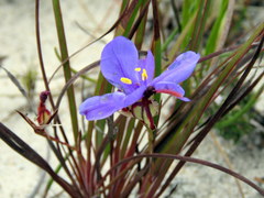 Aristea glauca