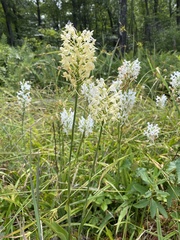 Platanthera × bicolor