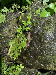 Chamberlinius hualienensis