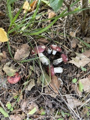 Russula