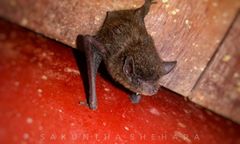 Pipistrellus tenuis