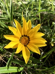 Gazania rigens